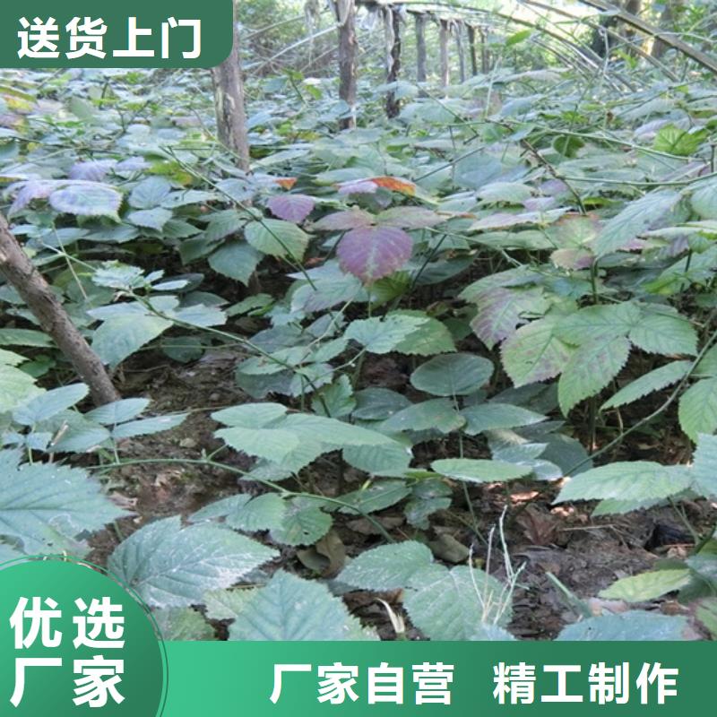 【树莓】桃树苗做工细致