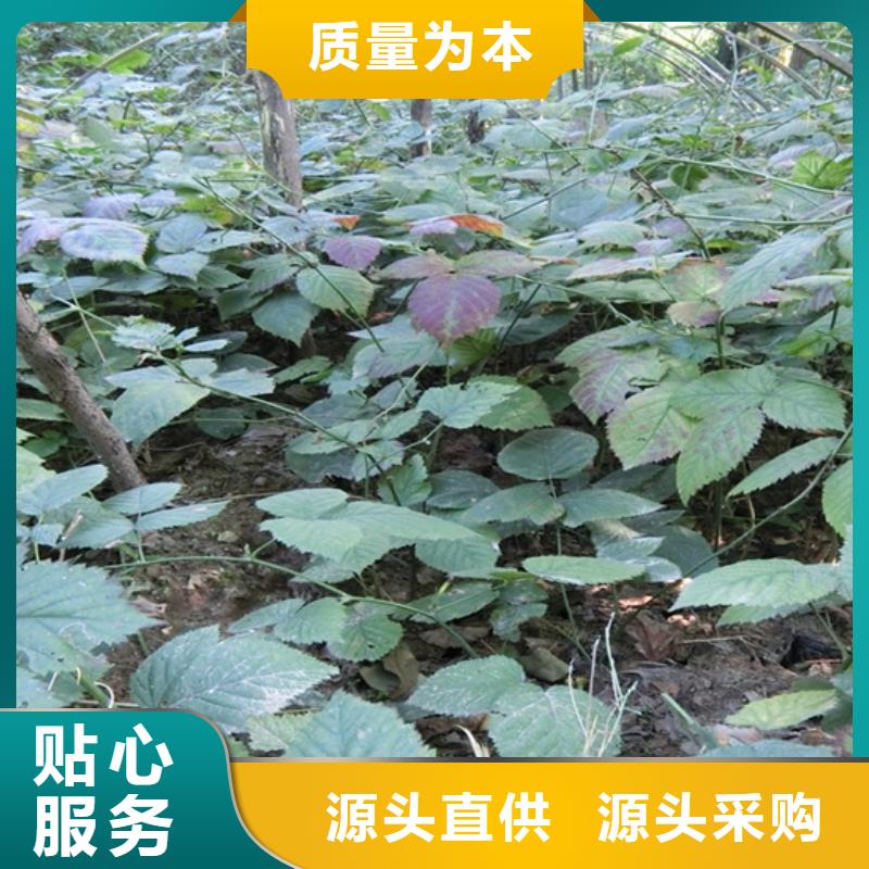 树莓,【无花果苗】工程施工案例