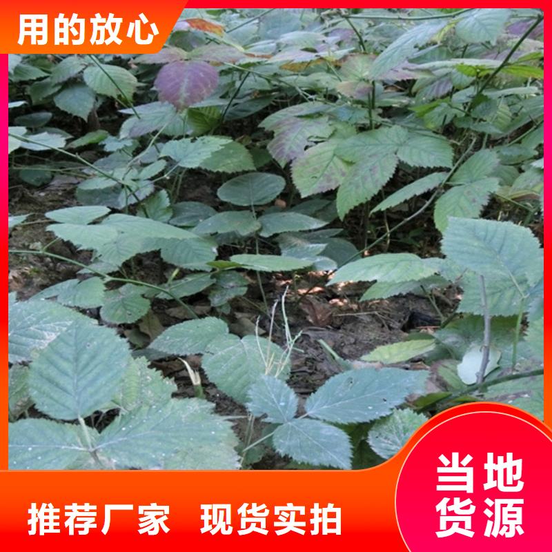 树莓,【草莓苗】甄选好物