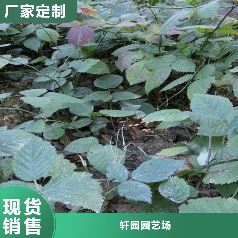 【树莓草莓苗按需定制真材实料】