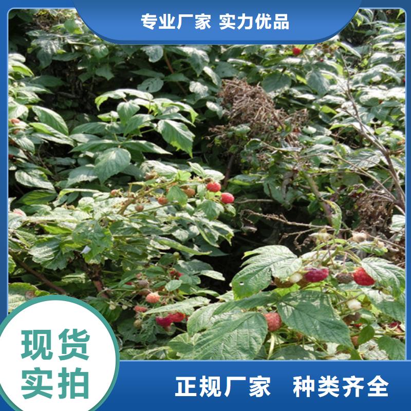 【树莓】苹果苗适用范围广