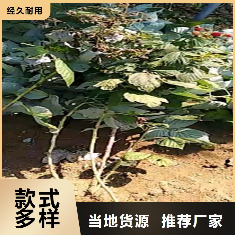 【树莓】无花果苗量少也做