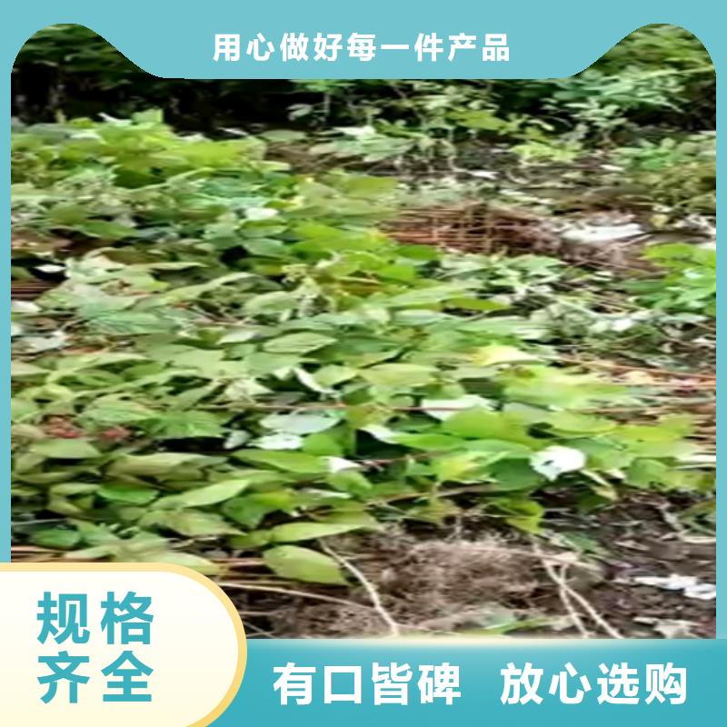 【树莓樱桃苗快捷物流】