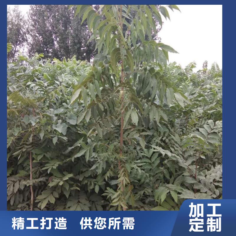 碧根果【花椒苗】工期短发货快