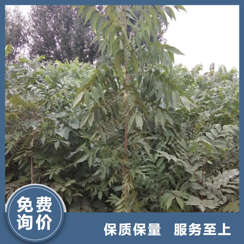 【碧根果】无花果苗一站式供应