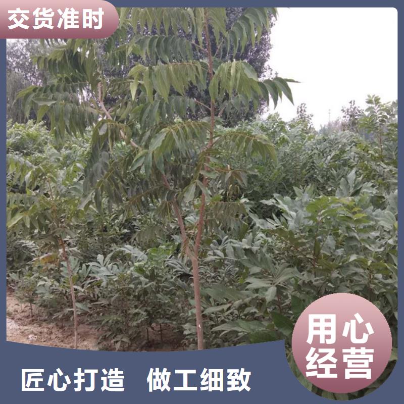 碧根果苹果苗选择我们选择放心