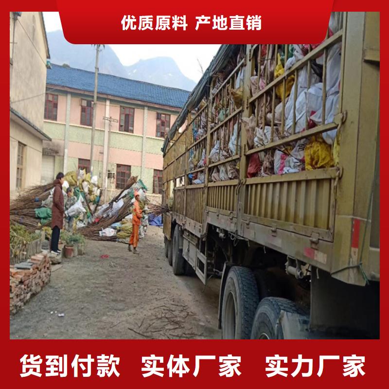 碧根果_苹果苗免费获取报价
