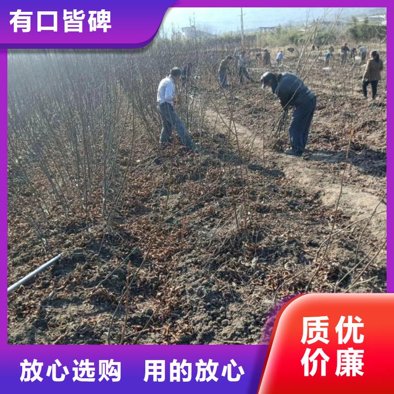 碧根果_苹果苗严格把控质量