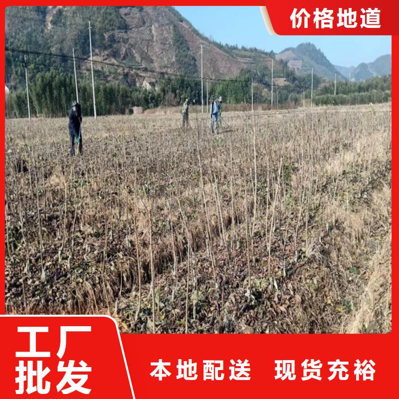 碧根果梨树苗定制零售批发