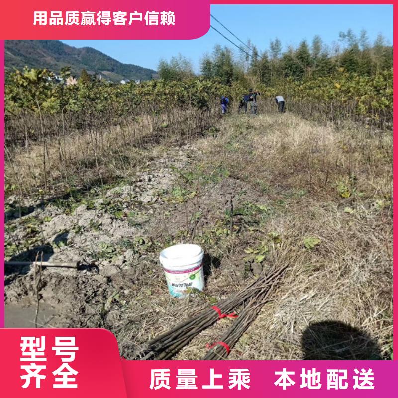 【碧根果】樱桃苗支持定制贴心售后