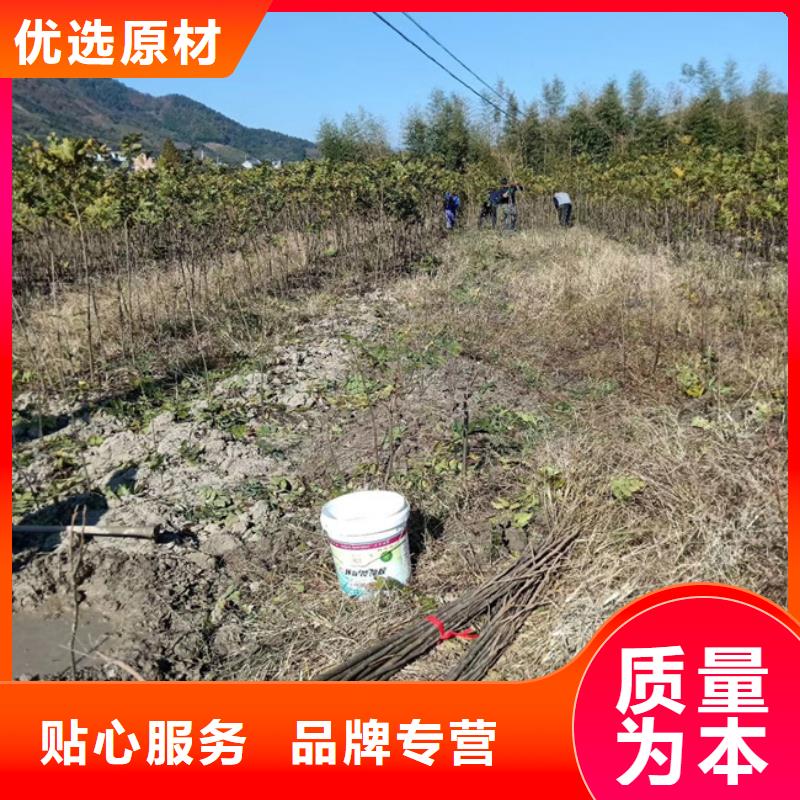 碧根果樱桃苗用心做产品