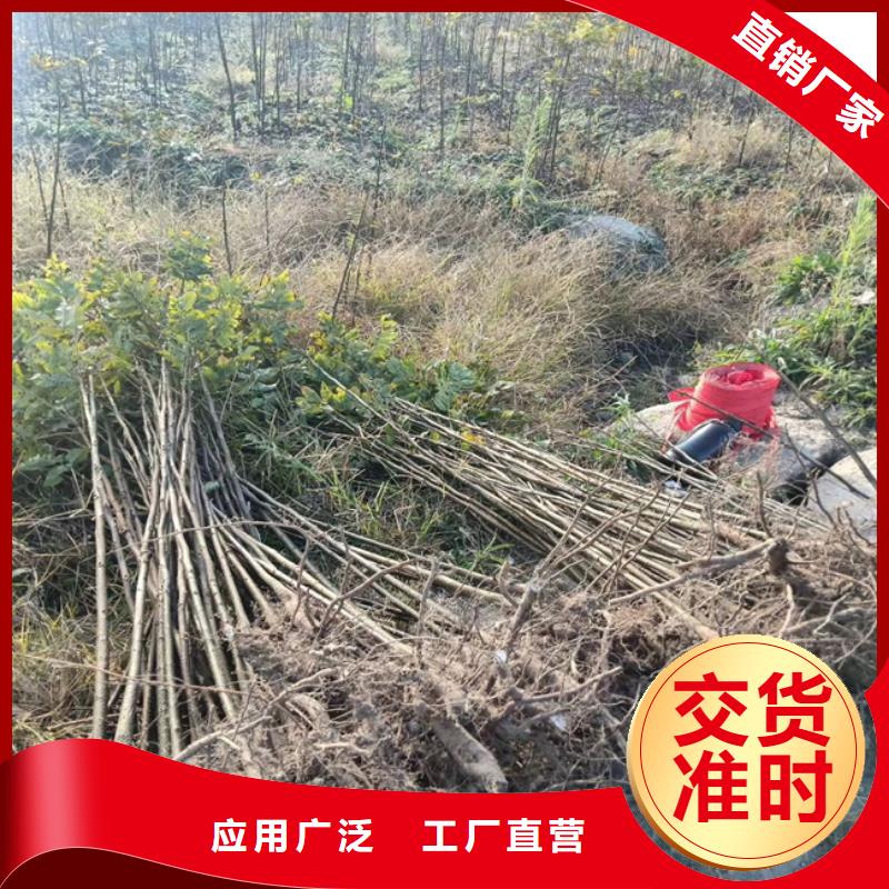 碧根果,樱桃苗供应采购