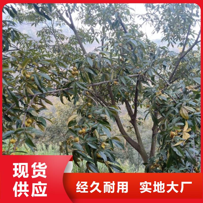 碧根果【花椒苗】工期短发货快