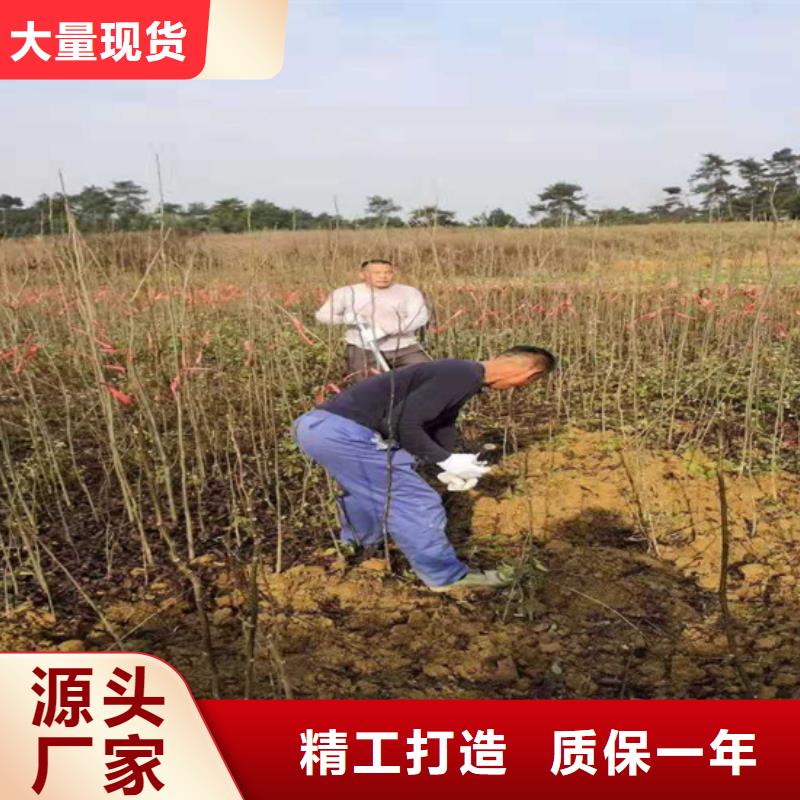 碧根果无花果苗核心技术