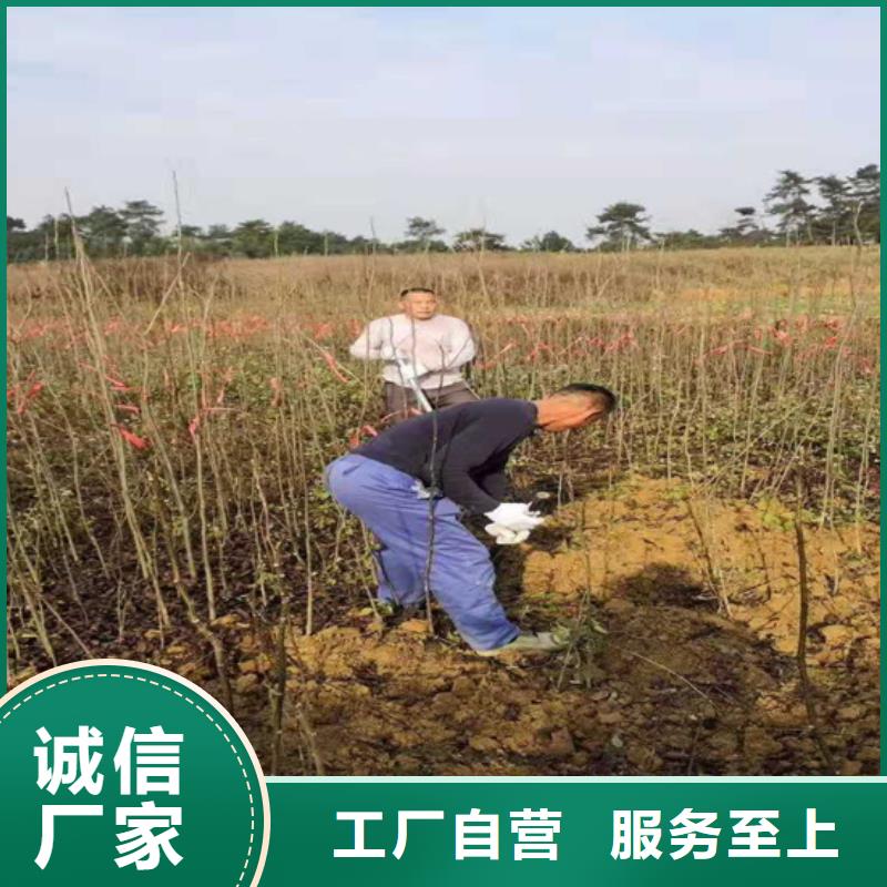 碧根果樱桃苗供应商