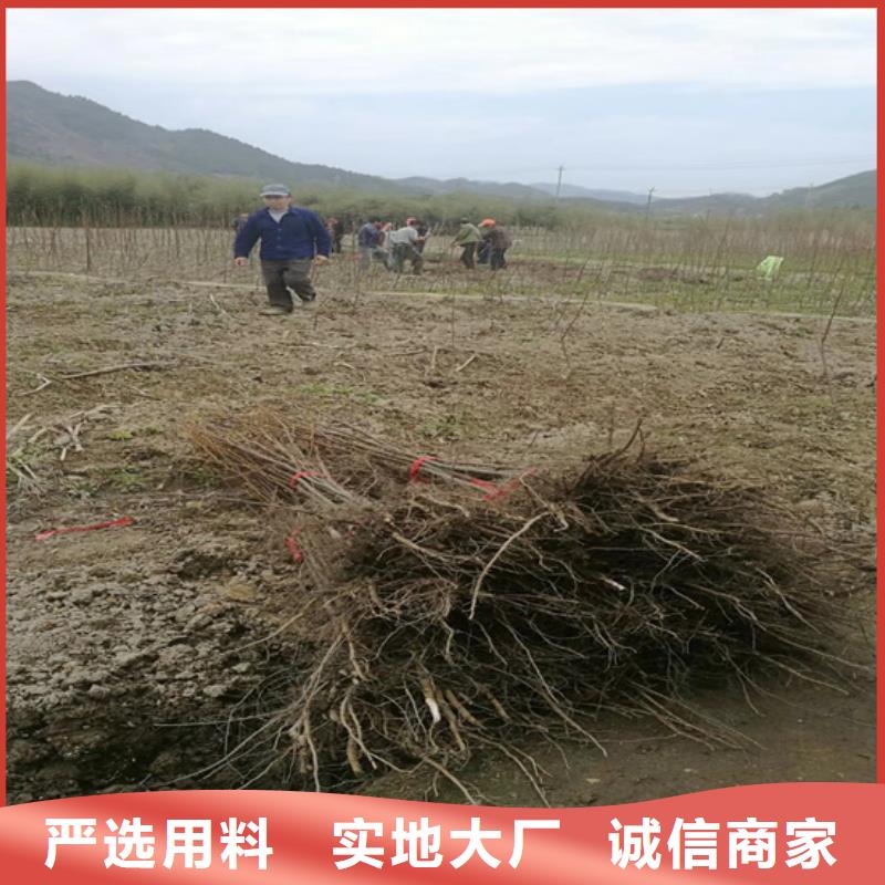 【碧根果】苹果苗为您精心挑选