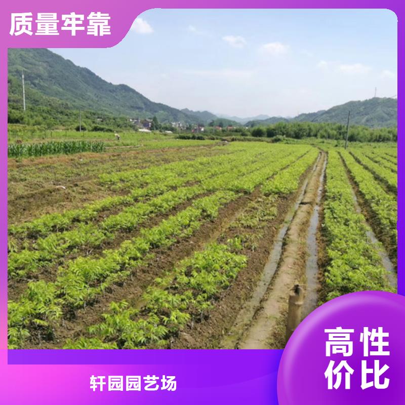 【碧根果】,樱桃苗定制零售批发