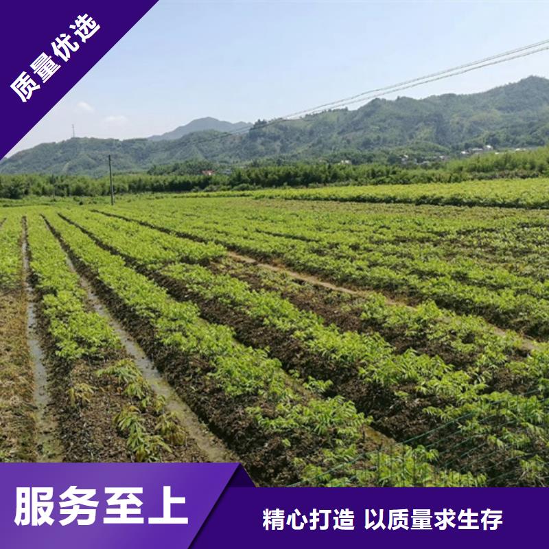 碧根果苹果苗应用范围广泛