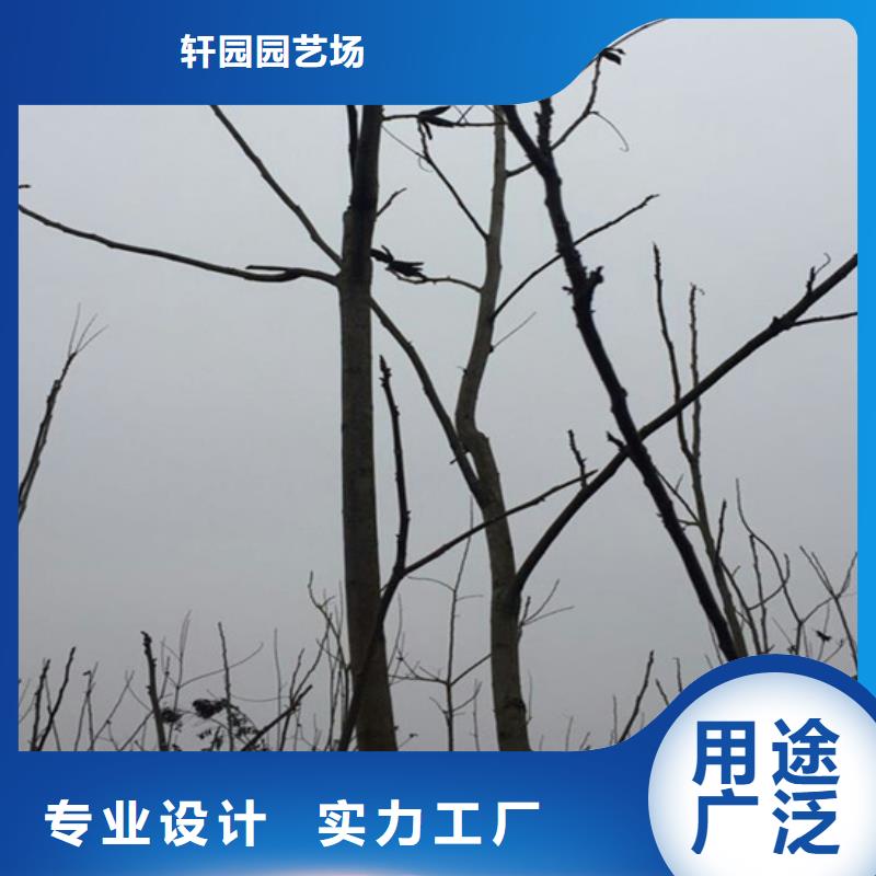 碧根果_苹果苗厂家大量现货