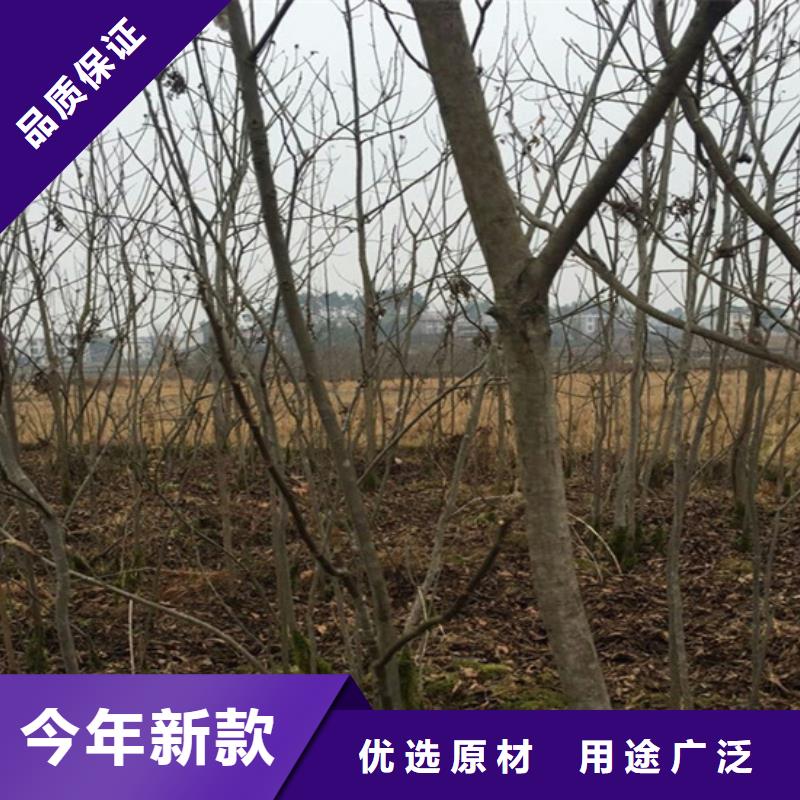 碧根果-【樱桃苗】主推产品