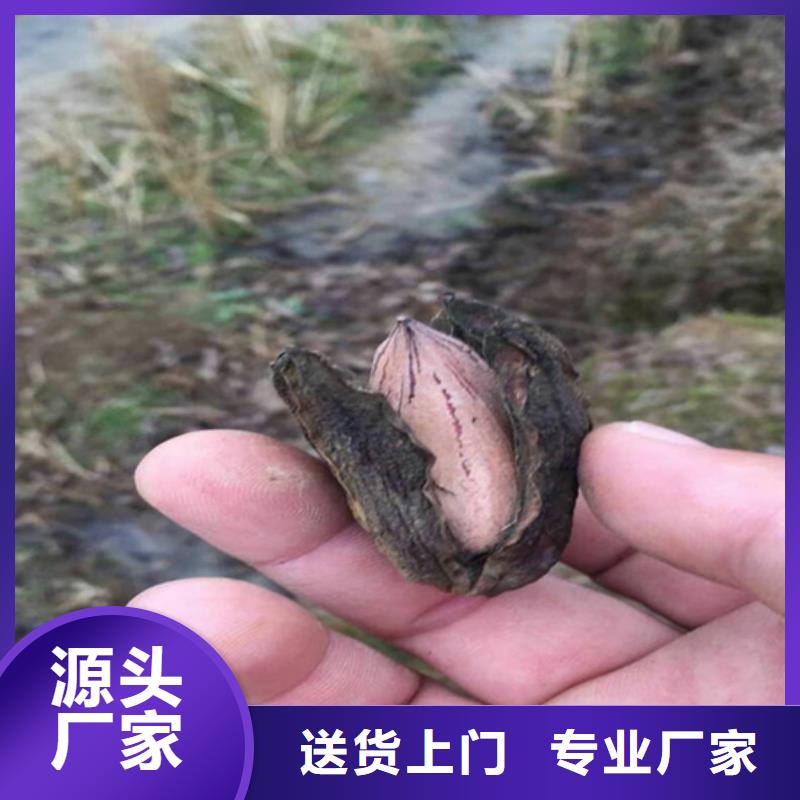 碧根果樱桃苗严选材质