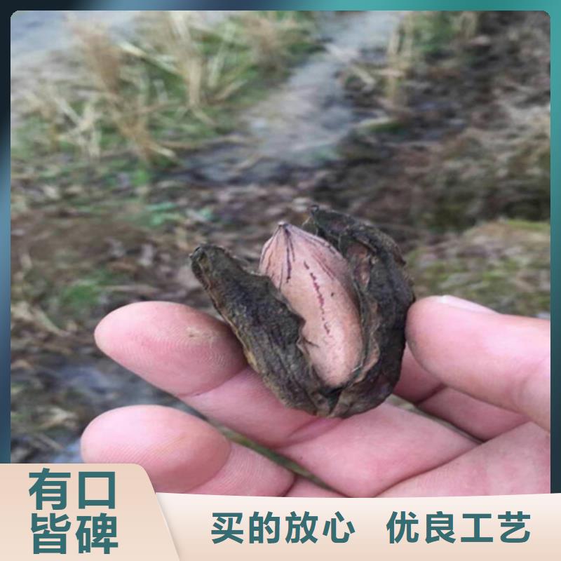 碧根果_苹果苗厂家大量现货