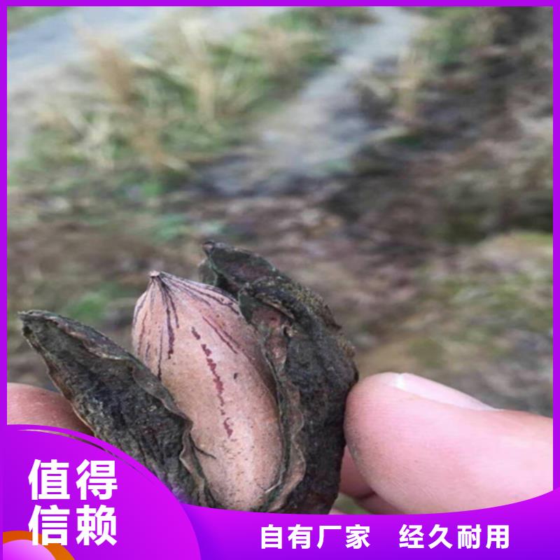 碧根果黄瓜苗诚信为本