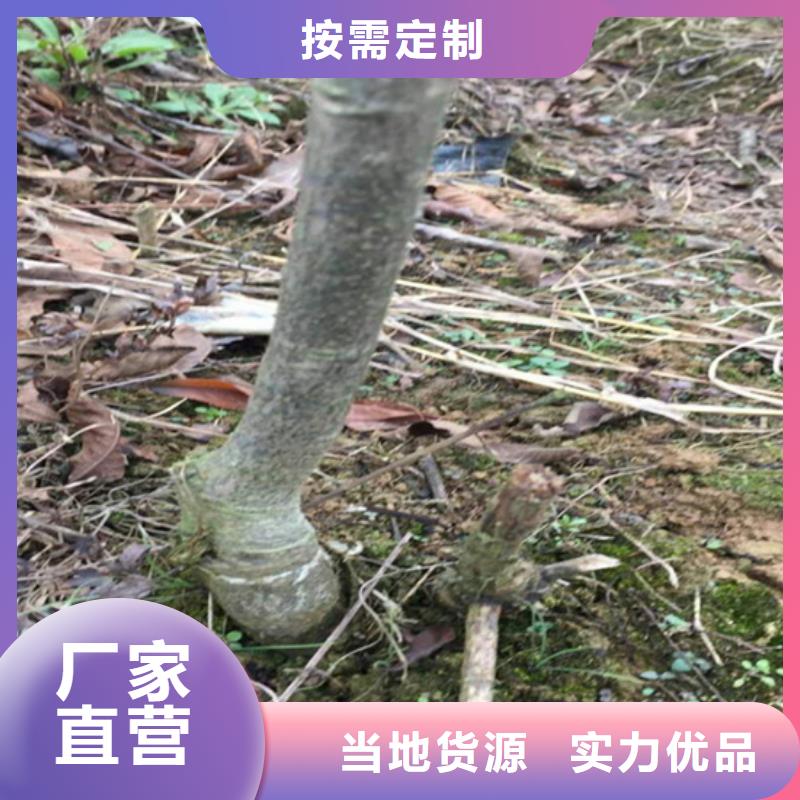 碧根果石榴树优势