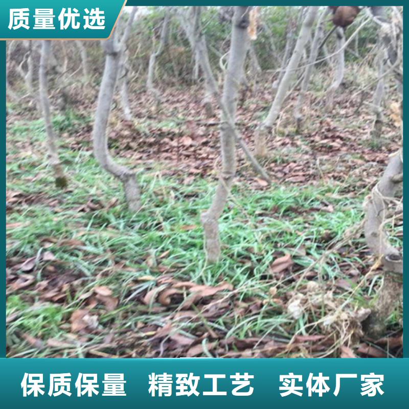 碧根果草莓苗省心又省钱