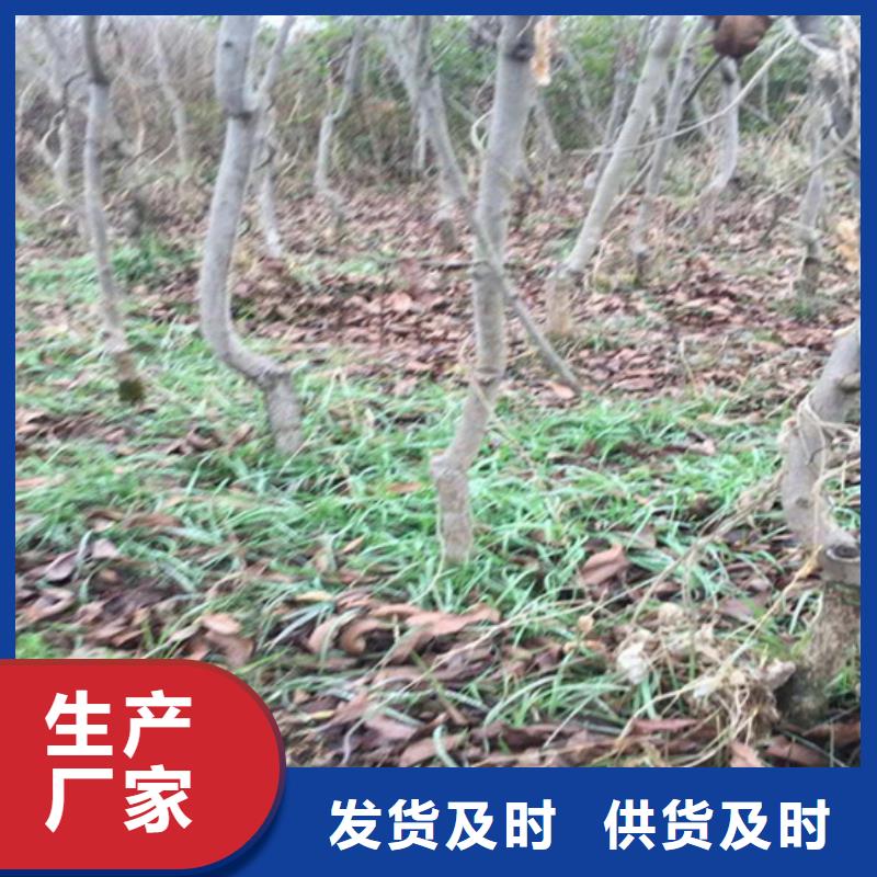 碧根果-石榴树苗自有厂家