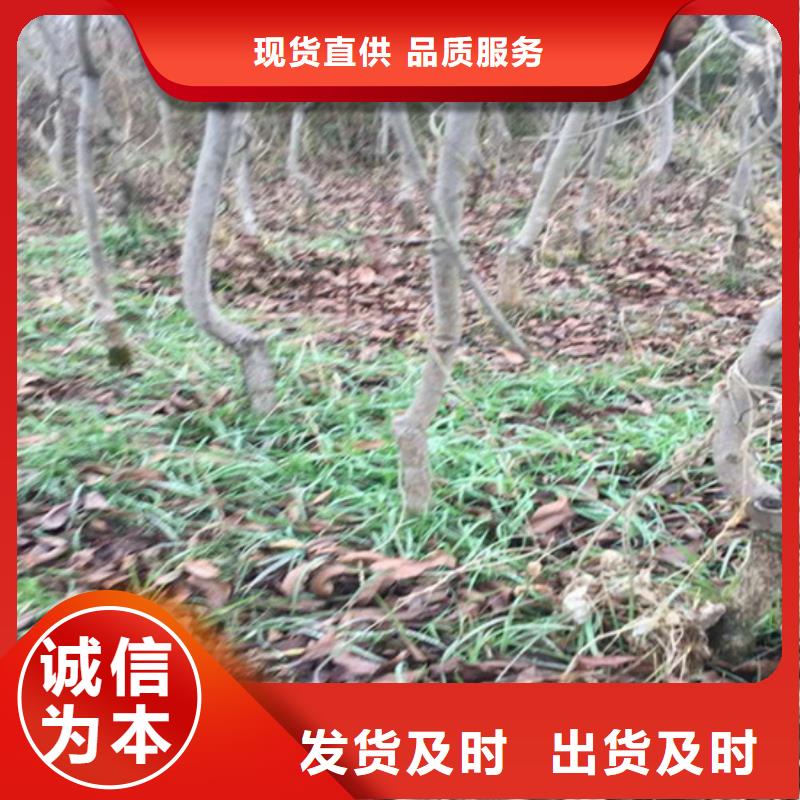 【碧根果】,樱桃苗定制零售批发