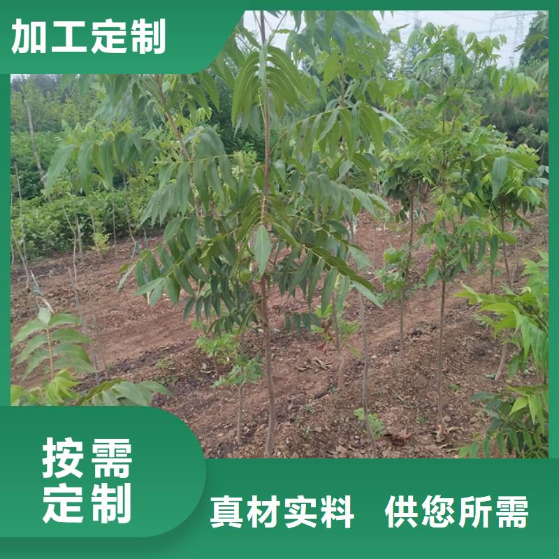 碧根果樱桃苗供应商