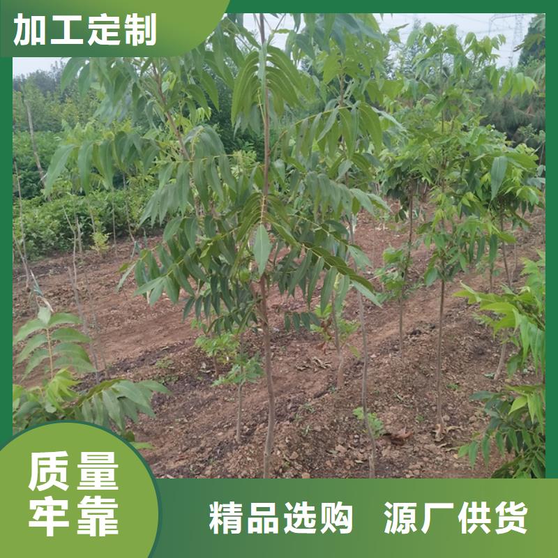 碧根果苹果苗应用范围广泛