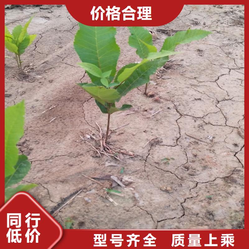 碧根果苹果苗优势