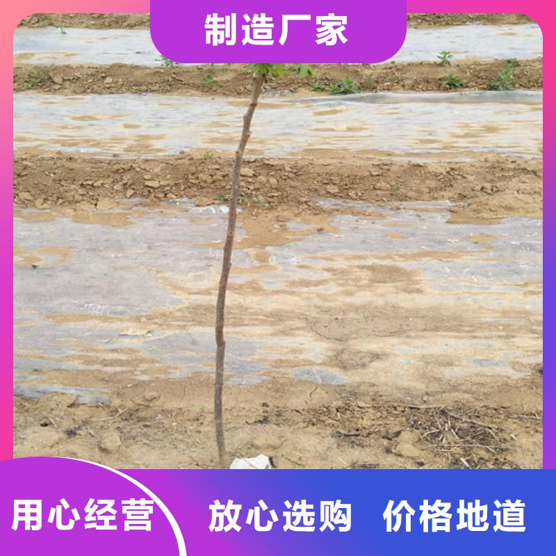 碧根果苹果苗选择我们选择放心