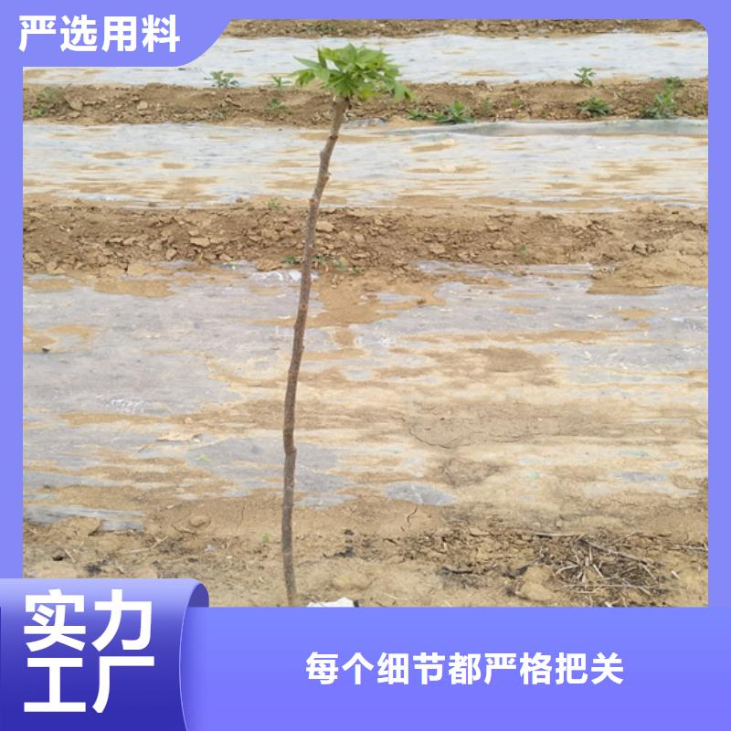 碧根果无花果苗核心技术