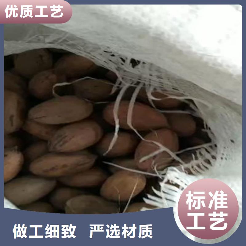 碧根果石榴树高标准高品质