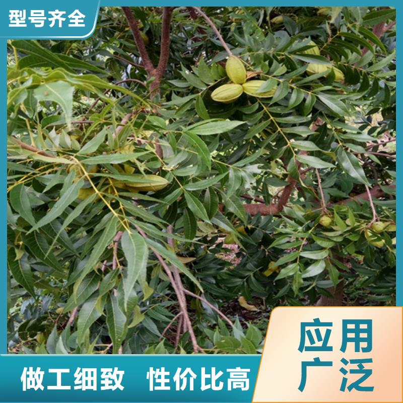 碧根果【花椒苗】工期短发货快