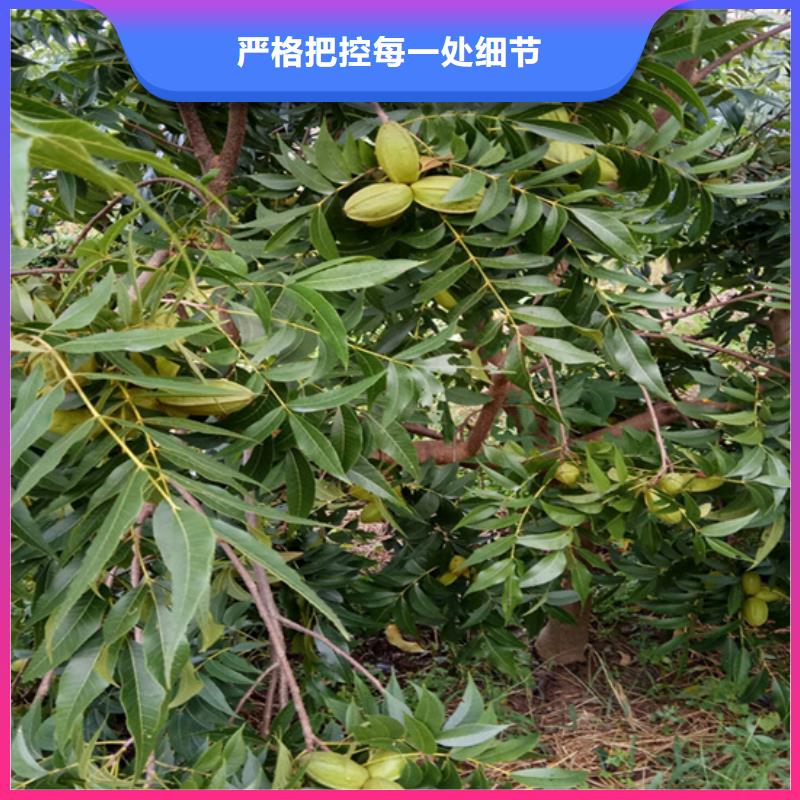 碧根果_苹果苗厂家大量现货