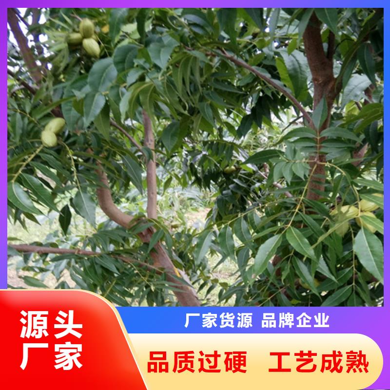 碧根果【花椒苗】工期短发货快