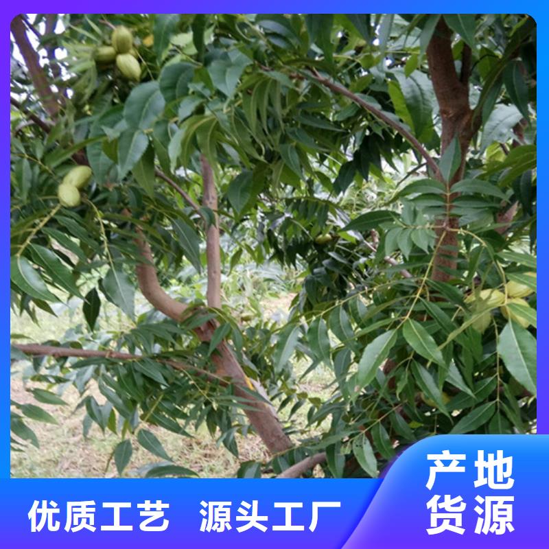 【碧根果】樱桃苗支持定制贴心售后