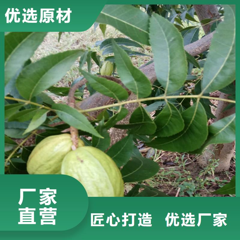 碧根果-【蓝莓苗】种类多质量好