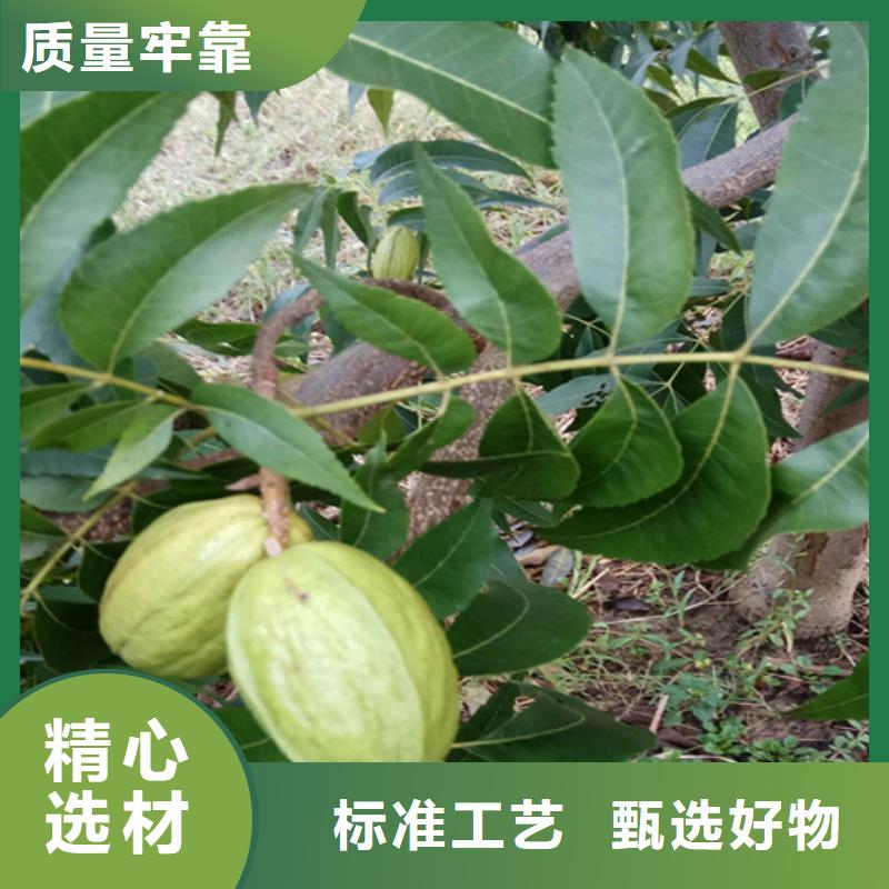 碧根果桃树苗支持大批量采购