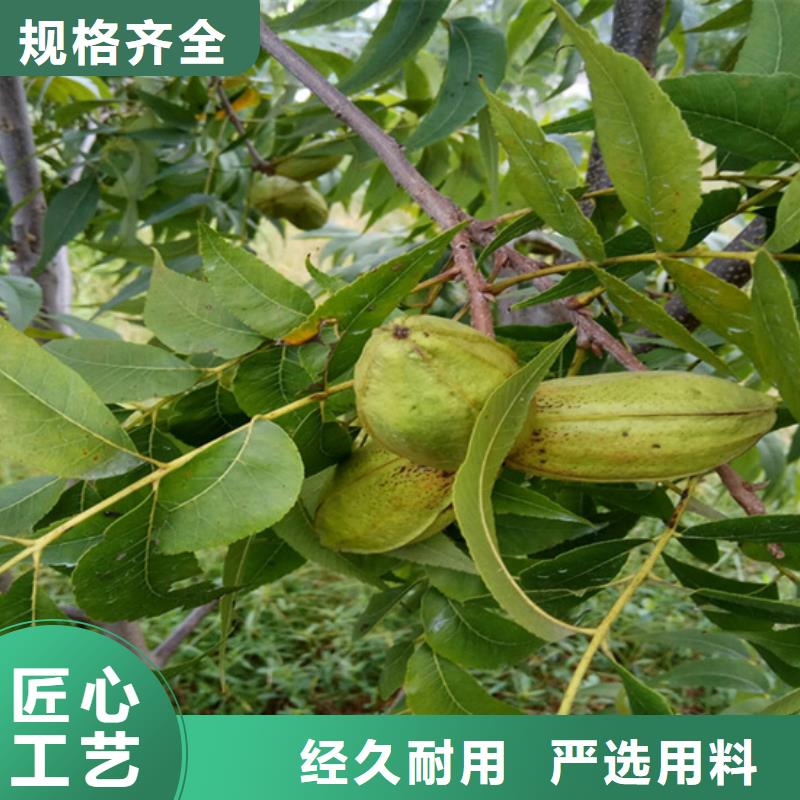 碧根果_苹果苗行业优选