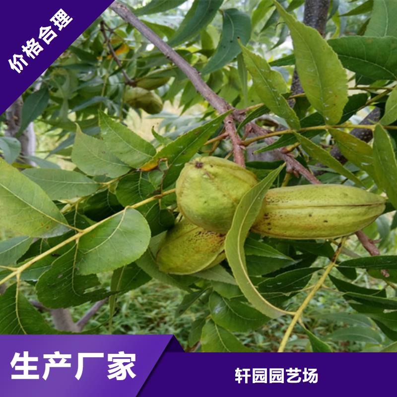 碧根果-【蓝莓苗】种类多质量好