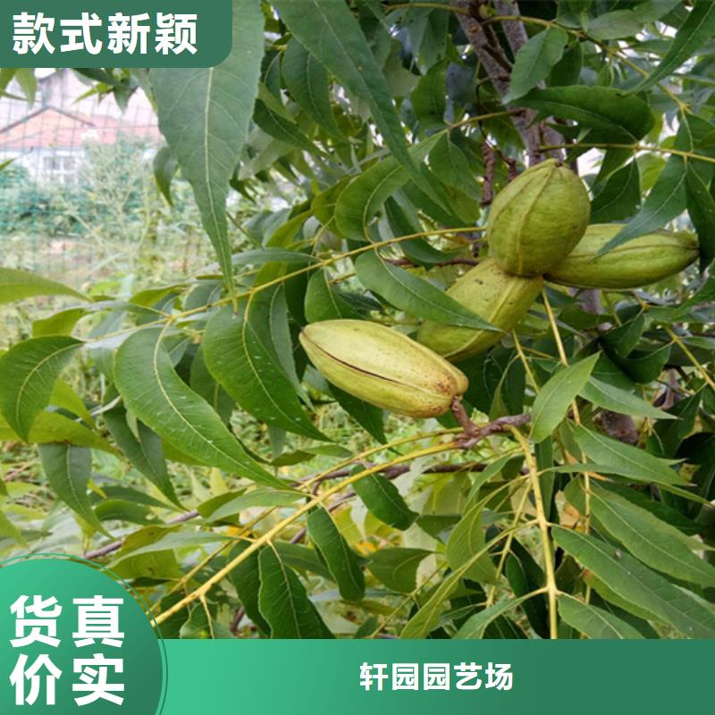 碧根果-【蓝莓苗】种类多质量好