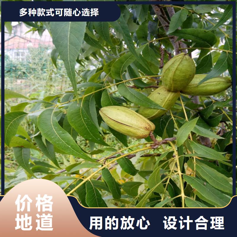 碧根果梨树苗值得信赖