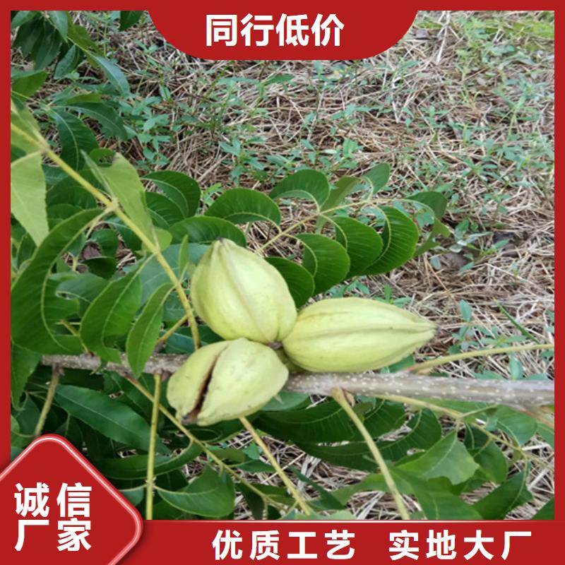 碧根果_苹果苗严格把控质量