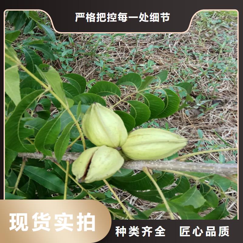 碧根果-【蓝莓苗】种类多质量好