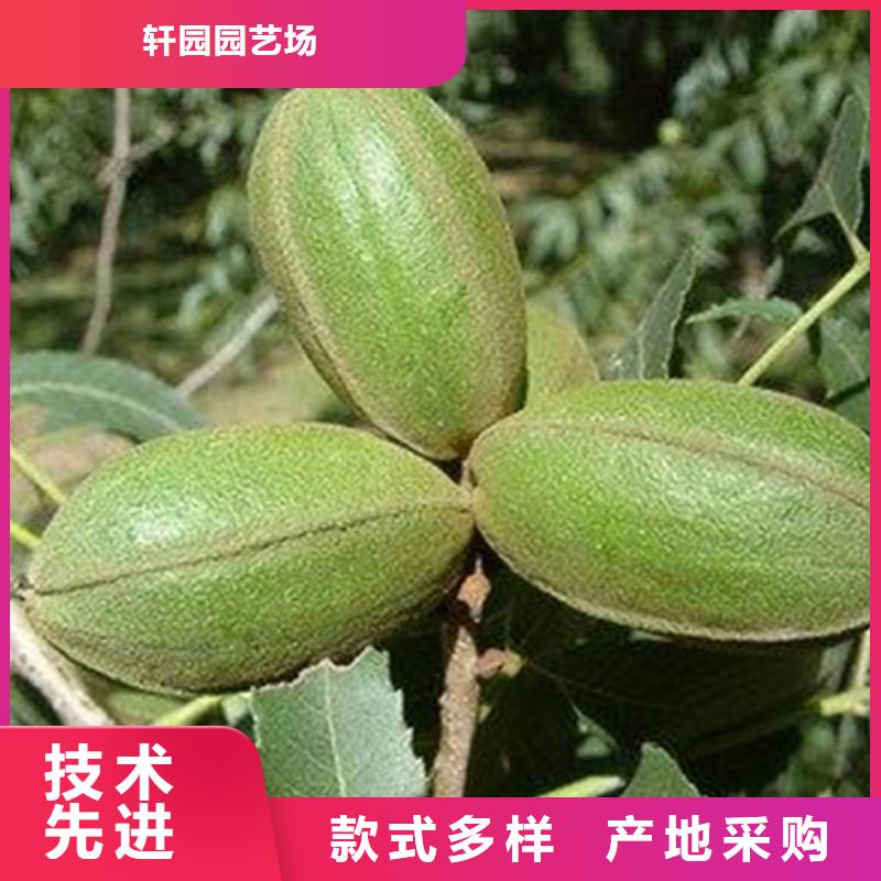 碧根果-【蓝莓苗】种类多质量好